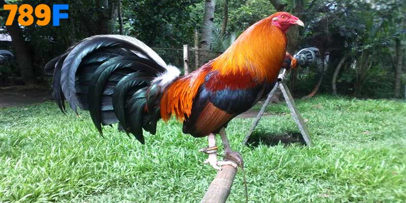 Chuồng trại thoáng mát, lưới chắn côn trùng hạn chế tối đa nguồn bệnh 