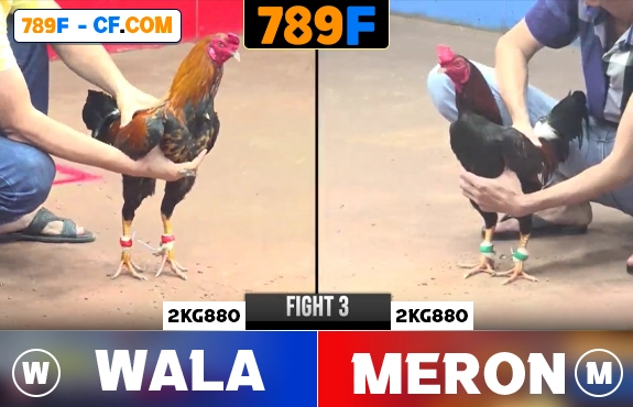 Đá gà thomo c1 c2 c3 cực chất tại 789F