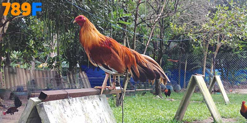 Gà được quần sương vào sáng sớm và luyện tập đều đặn 