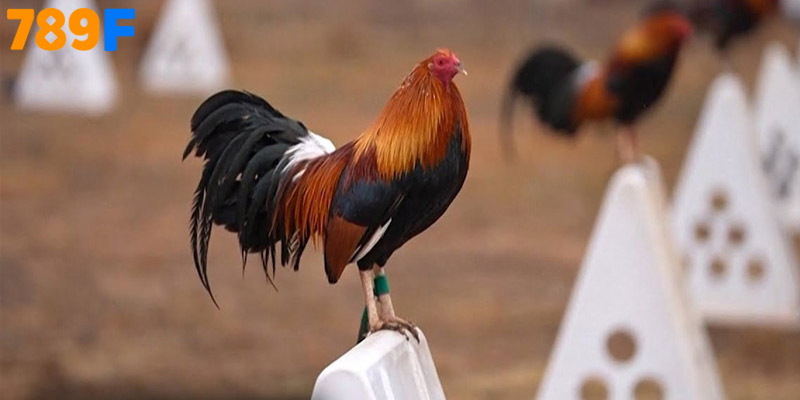 Kỹ Thuật Nuôi Gà Đá Đòn Lớn Hiệu Quả Cao Cùng 789F