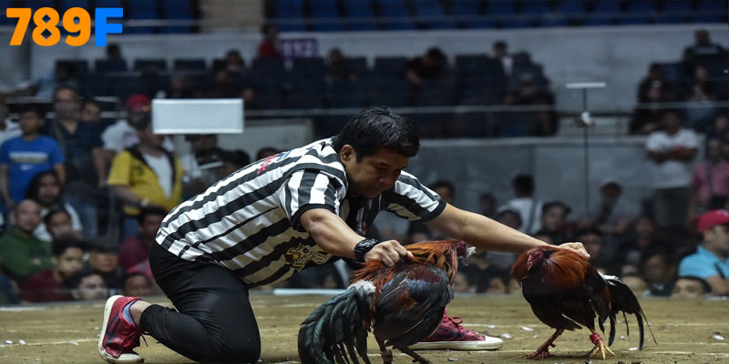 Tại sao đá gà 789F lại được cộng đồng yêu thích đến vậy?